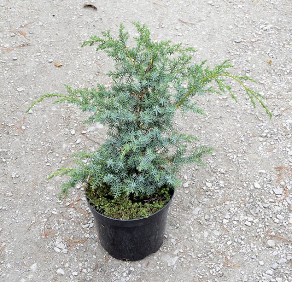 Juniperus squamata `Blua Alps` - Jałowiec łuskowy 40-50cm. 3L / 1,5kg-1615