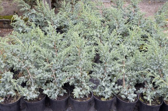 Juniperus squamata `Blua Alps` - Jałowiec łuskowy 40-50cm. 3L / 1,5kg-1614