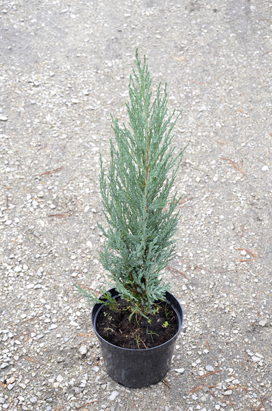 Juniperus scopulorum 'Blue Arrow' - Jałowiec skalny 50-60cm 3L / 2kg-1636