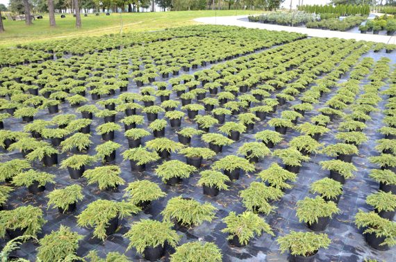 Juniperus communis "Green Carpet' - Jałowiec pospolity 20-30cm 3L / 2kg-1637