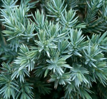 Juniperus squamata `Blua Alps` - Jałowiec łuskowy 40-50cm. 3L / 1,5kg-10950