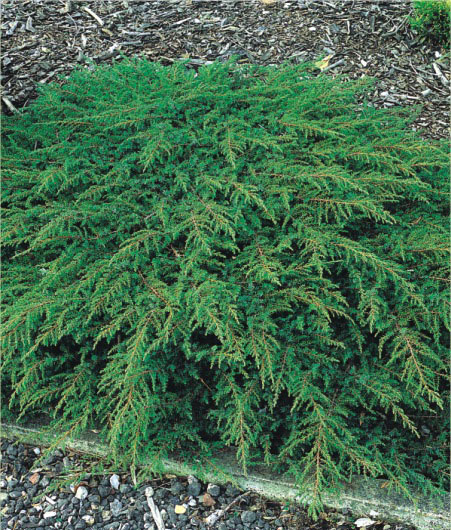 Juniperus communis "Green Carpet' - Jałowiec pospolity 20-30cm 3L / 2kg-0