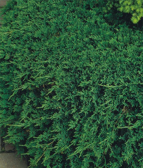 Juniperus horizontalis 'Wiltonii' - Jałowiec płożący 30-40cm 3L / 2kg-0