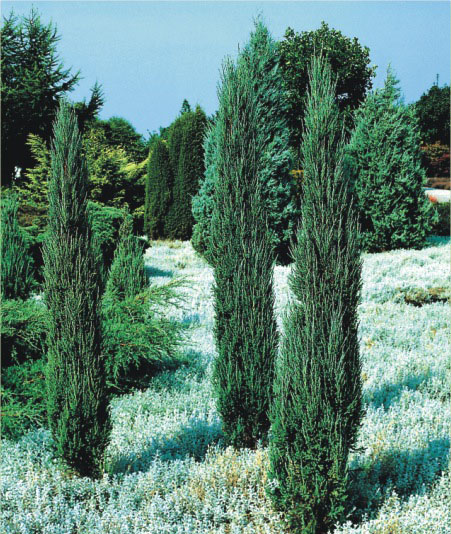 Juniperus scopulorum 'Blue Arrow' - Jałowiec skalny 50-60cm 3L / 2kg-0