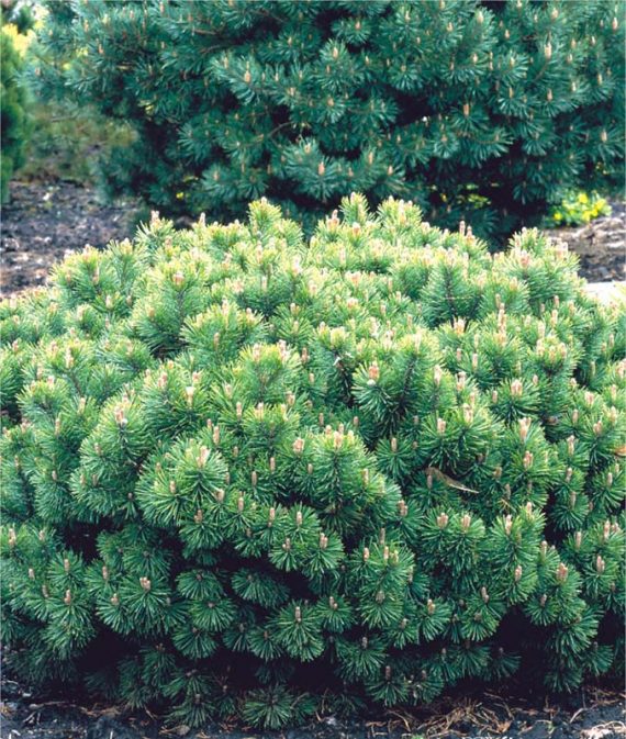 Pinus mugo 'Mugus' - Sosna górska 25-35cm 3L / 4kg-0