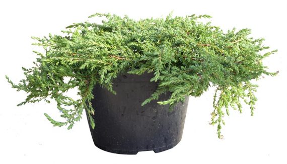 Juniperus communis "Green Carpet' - Jałowiec pospolity 20-30cm 3L / 2kg-1599