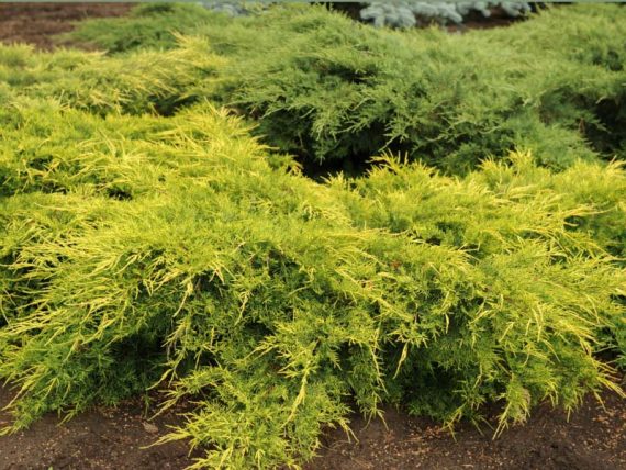 Juniperus x pfitzeriana 'Old Gold' - Jałowiec Pfitzera 10/30-40cm 3L / 2kg-0