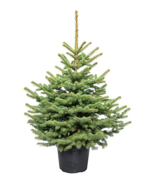 Picea Pungens - Świerk kłujący 80-100 12L / 18kg-1647