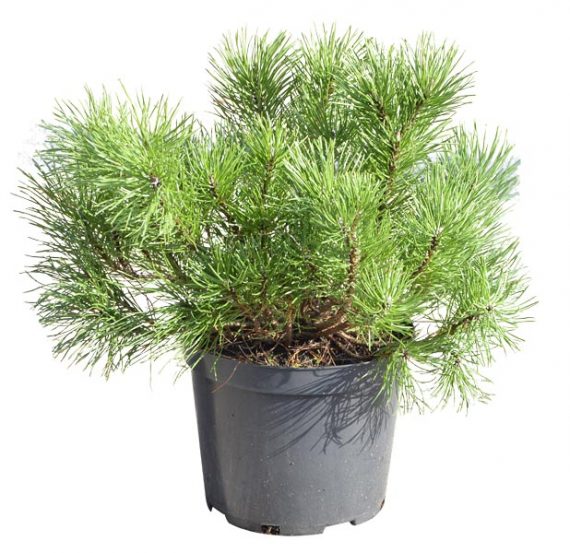 Pinus mugo 'Mugus' - Sosna górska 25-35cm 3L / 4kg-1604