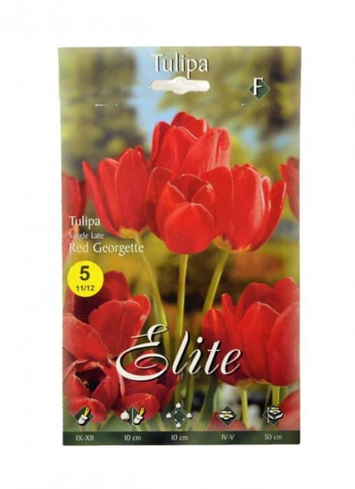 Cebule kwiatowe Tulipa Single Late Red Georgette Elite 11/12 - 5 sztuk-0