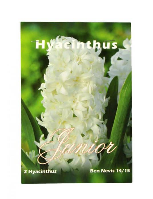 Cebule kwiatowe Hyacinthus Junior Ben Nevis 14/15 - 2 sztuki-0