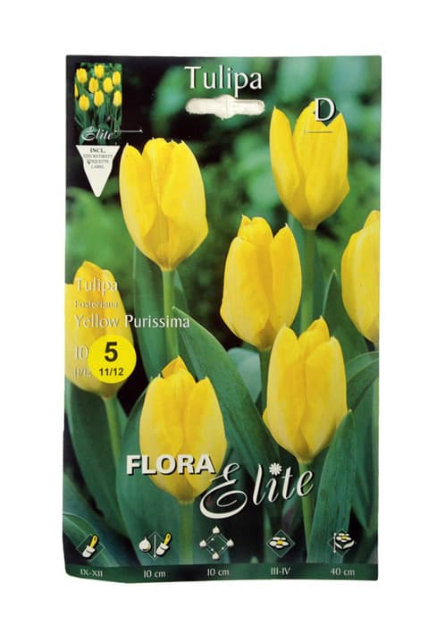 Cebule kwiatowe Tulipa Fosteriana Yellow Purissima Flora Elite 11/12 - 5 sztuk-0