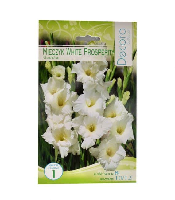Cebule kwiatowe Mieczyk White Prosperity 10/12 - 8 sztuk-0