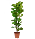 FIKUS ‘Ficus LYRATA’